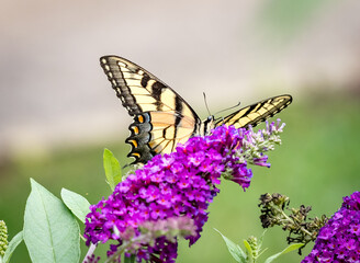 Swallowtail butterfly, Papilio machaon on flower bush.CR2