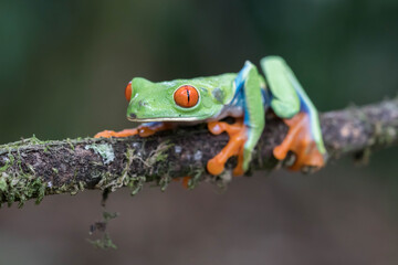 Red-eyed tree frog sitting on a branch by day