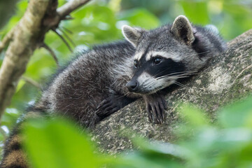 A racoon lying on a branch  in Cahuita, Costa Rica