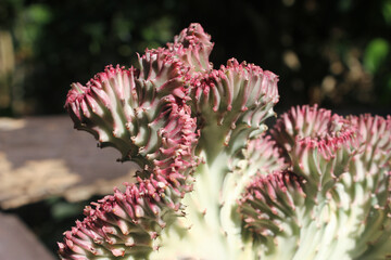 Pink Euphorbia lactea  cristata cactus plant with sunshine