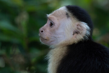 Portrait of a capuchin monkey in Cahuita, Costa Rica