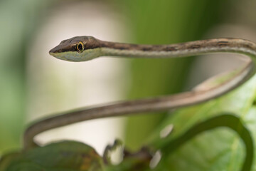 Brown vine snake in Cahuita, Costa Rica