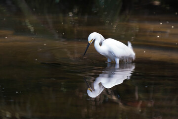 Snowy egret (Egretta thula) in  Cahuita, Costa Rica