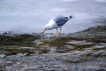 ptaki mewa pospolita na polowaniu zimą © Robert Borek