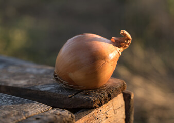 A yellow onion is lying on a wooden box in the open air against the background of autumn grass. The concept of harvesting, farm products, natural nutrition, the unity of man with nature.