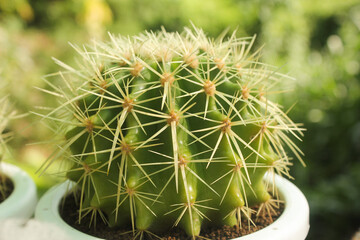 Echinocactus grusonii  or Golden barrel cactus plant in white pot