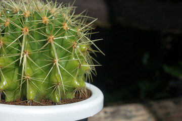 Close up Echinocactus grusonii or Golden barrel cactus plant in white pot onthe table
