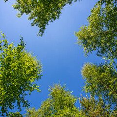 green leaves against blue sky