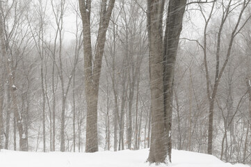 Cold winter storm with blowing snow in a hardwood forest