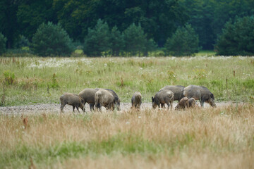The family of wild boars, in latin Sus scrofa, also known as wild swine, common wild pig or simply wild pigs looking for food on the meadow in the middle of deep forest in Czech republic.