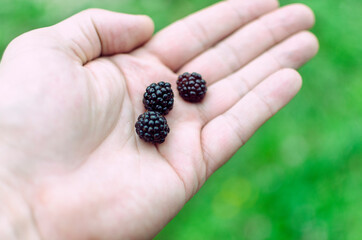 blackberries in the palm of your hand .soft focus. blurry background
