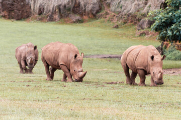 Fototapeta premium Cabarceno Natural Park - Cabárceno, la envidia cántabra.Destino idóneo para los amantes de los animales, parada obligatoria para familias, parejas y demás que deseen contemplar esta belleza natural.