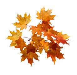 Fall Foliage. Beautiful branch of autumn colorful  maple leaves isolated on white background.