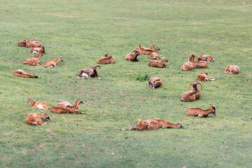 Cabarceno Natural Park - Cab&aacute;rceno, la envidia c&aacute;ntabra.Destino id&oacute;neo para los amantes de los animales, parada obligatoria para familias, parejas y dem&aacute;s que deseen contemplar esta belleza natural.