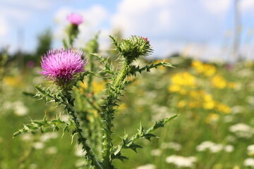 Thistle
Banner of thistle buds and flowers on a field in summer. The flowers of thrush, a medicinal plant, are used in medicine.
 