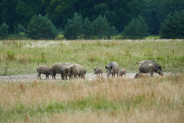 The herd of The wild boars, in latin Sus scrofa, also known as the wild swine, common wild pig or simply wild pigs searching some food on the meadow in the middle of deep forest in summer afternoon.