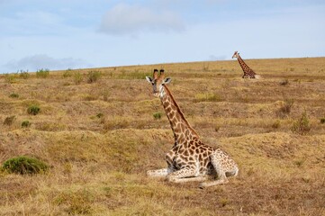 Giraffes in the dry lands of Africa 