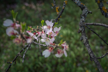 Closeup of spring white blooming flowers in almond tree