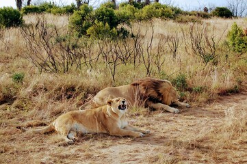 A pair of lions enjoying an afternoon in the savannah