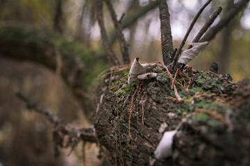 Moss on the trunk of a fallen tree in autumn
