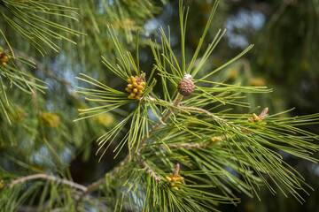 Pine tree close up with some pine cones