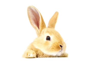 Head of a ginger rabbit on a white background.