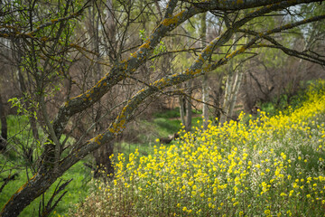 Obraz premium Beautiful spring landscape in which the leaves begin to leave in the trees while the ground is cloaked with colourful wildflowers