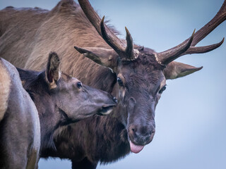 Young female female elk checks out the scent of large malee in Cataloochee Valley