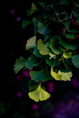 Ginko Leaves