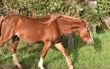 Wild Horse on Easter Island