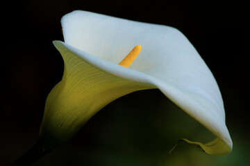 A single Calla Lily