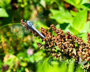Fototapeta na wymiar dragonfly on plant