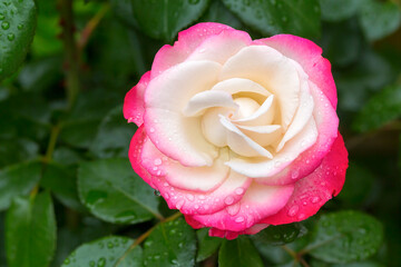 Blooming red-white rose with water droplets outside