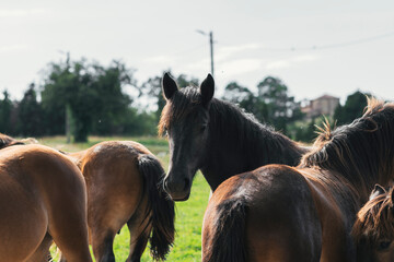 Horses grazing and roaming freely