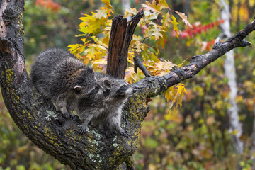 Raccoon (Procyon lotor) Sniffs at Other in Tree Autumn