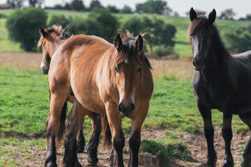 Fototapeta na wymiar Horses grazing and roaming freely