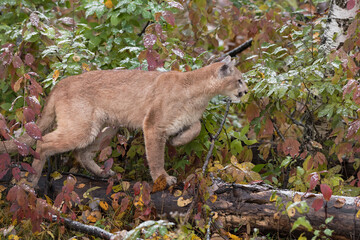 Cougar (Puma concolor) Walks Stealthily Across Log Autumn