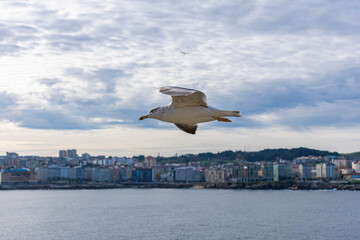 bird flying over the sea