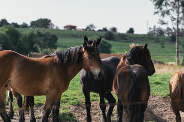 Horses grazing and roaming freely