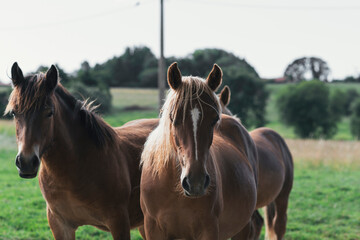 Obraz premium Horses grazing and roaming freely