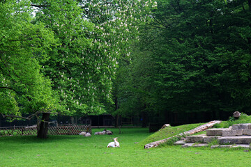 Fototapeta na wymiar Goats rest on a green meadow in the park under the trees