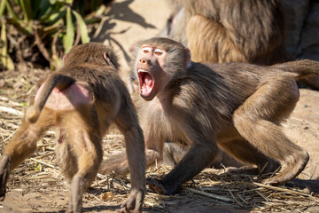 Two adolescent Hamadryas Baboons playfully fighting