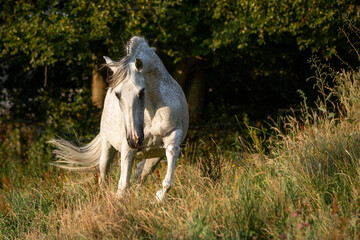 Lusitano spielt auf der Weide