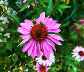 Fototapeta premium Pink garden flowers with fat bumblebee insects close up in summer