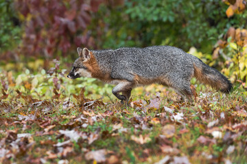 Naklejka na ściany i meble Grey Fox (Urocyon cinereoargenteus) Walks Left Along Leaf Strewn Ground Autumn