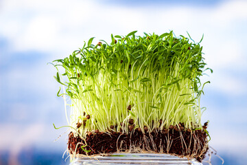 micro green corundum cilantro sprouts on sky background - select focus. Raw sprouts, microgreens, healthy eating concept