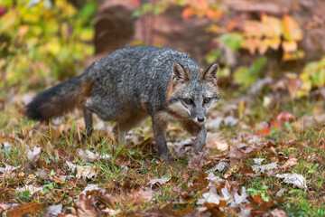 Grey Fox (Urocyon cinereoargenteus) Walks Forward Through Leaf Strewn Ground Autumn