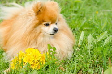 dog with bouquet of flowers on green natural background. Pomeranian spitz with dandelions. flower delivery. copy space, place for text