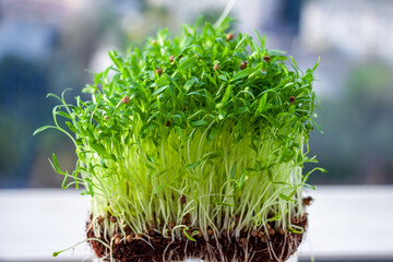 micro green corundum cilantro sprouts on sky background - select focus. Raw sprouts, microgreens,...