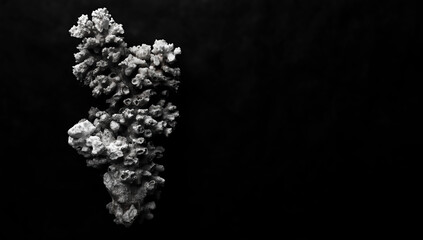 A large dead coral on black background.
